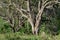 Trees in the Rainforest of Aberdare Ranges, Kenya