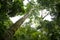 Trees of the rainforest in the Manuel Antonio National Park