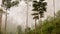 Trees in the rainforest under misty weather