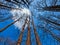 The trees almost reach the clouds in the blue sky.