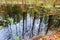 The trees are reflected in the forest pond, picturesque swamp in the forest