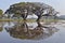 Trees reflected in lake Tissa Wewa, Sri Lanka