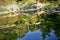 Trees reflected on the river water surface. Reflection of Trees on River Water Surface in Spring Forest.