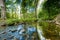 Trees reflected in a stream