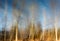 Trees reflected in water