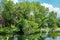 Trees reflecting in a park in London in Summer - 1