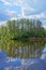 Trees reflecting at pond in Bialowieza National Park in Poland