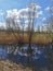 Trees reflecting in water with Dutch skies