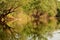 Trees reflecting in water at Hutovo Blato nature reserve