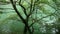 Trees reflection in lake in nature park