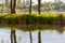 Trees refltree foots reflected in the evening lakeected in the evening lake