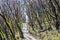 Trees regenerating in The Blue Mountains in Australia after the severe bush fires