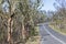 Trees regenerating in The Blue Mountains in Australia after the severe bush fires