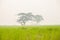 Trees in rice fields
