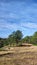 Trees on the Ridge, Val sans Retour, Broceliande forest, France