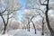 The trees with rime and path scenery