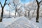 The trees with rime and path scenic