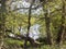 Trees & River View Nr. Crookham, North Northumberland, England