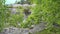 Trees with rock, close view. Summer, forest. Peaceful scenery