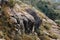 Trees and rocks along terrain area in Shevaroy Hills, Yercaud, India. Focus set on rocks in foreground