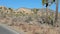 Trees and rocks at Joshua Tree national park in California