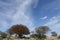 Trees on rocky barren land