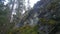 Trees on rocky hillside