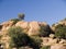 Trees on rocky hillside