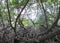 Trees root in swamp forest