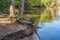 Trees roots exposed at the lake