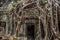 Trees roots growing over Angkor Wat Ruins, Cambodia, Asia. Tradition, Culture and Religion.