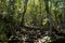 Trees roots in tropical jungle