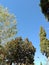 Trees in row against blue sky.stokes photos background .