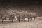 Trees in a row in sepia tone.