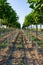 Trees in Rows Farming Depth Perspective Outdoors