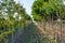 Trees in Rows Farming Depth Perspective Outdoors Tractor