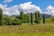 Trees Rural North Island New Zealand