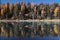 Trees\'s mirror in the river, Kanas, xinjiang