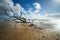 Trees in the Sand at Covehithe