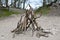 Trees in the sand dunes near to Nuland  Netherlands with a den house made of wood