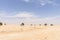 Trees among sand dunes in Rub al-Khali desert (Oman)