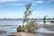 Trees on a sandy beach