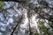 Trees seen from the bottom with sun beaming down through its branches.