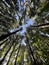 Trees at Seneca Creek Greenway Trail