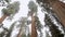 Trees in Sequoia National Park