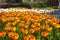 Between the trees several flower beds with Hyacinths and Tulips in multiple colors