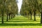 Trees, shades and lines in green grass at morning dew