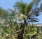 trees in the shady yard of the house, bright blue sky between the trees