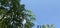 trees in the shady yard of the house, bright blue sky between the trees