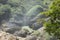 Trees shaped rocks. Dalat, Vietnam